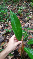 Spathiphyllum humboldtii
