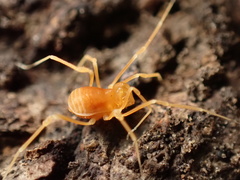 Megacina