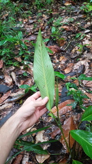 Spathiphyllum humboldtii