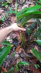 Spathiphyllum humboldtii
