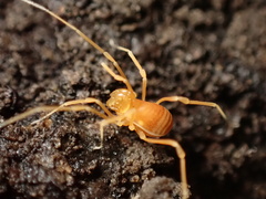 Megacina