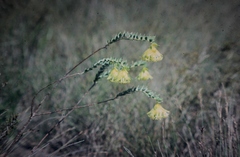 Pimelea sulphurea