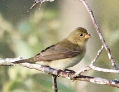 Sporophila lineola