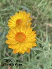 Xerochrysum bracteatum