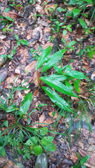 Spathiphyllum humboldtii