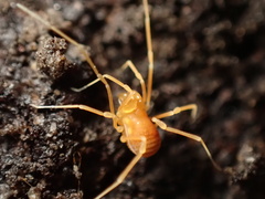 Megacina