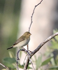 Sporophila lineola