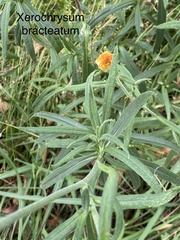 Xerochrysum bracteatum