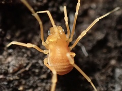 Megacina