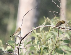 Sporophila lineola