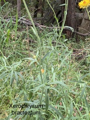 Xerochrysum bracteatum
