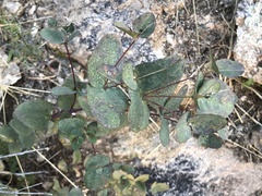 Guardiola platyphylla