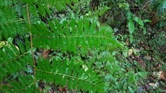 Cyathea microdonta