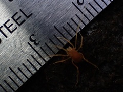 Megacina