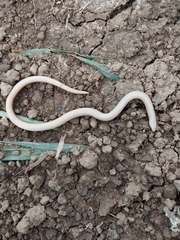 Atractus trilineatus