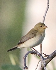 Sporophila lineola