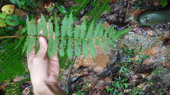 Cyathea microdonta