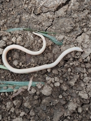 Atractus trilineatus