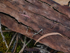 Tachynomyia abdominalis