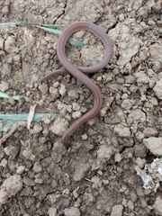 Atractus trilineatus