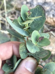 Guardiola platyphylla