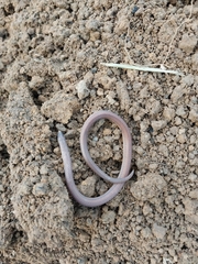 Atractus trilineatus