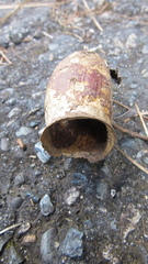 Couratari guianensis