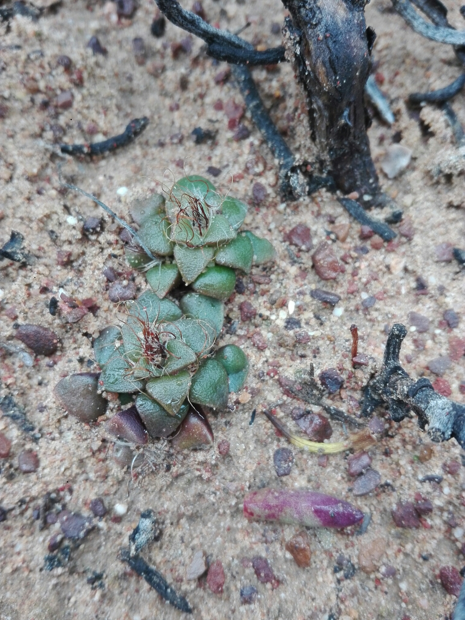 Anacampseros retusa
