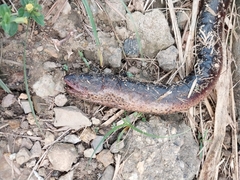 Synbranchus marmoratus