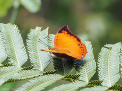 Charaxes harmodius