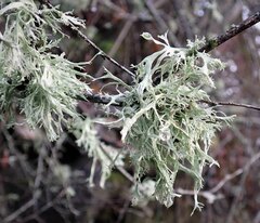 Ramalina subleptocarpha