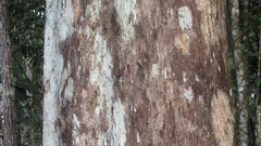 Couratari guianensis