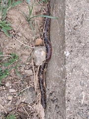 Synbranchus marmoratus