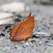 Charaxes harmodius - Photo (c) Cheongweei Gan, algunos derechos reservados (CC BY), subido por Cheongweei Gan