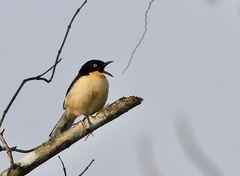 Donacobius atricapilla