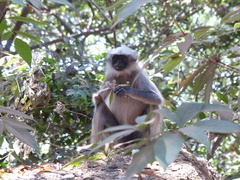 Semnopithecus hypoleucos