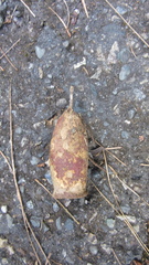 Couratari guianensis