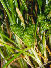 Carex flaviformis