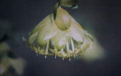Pimelea sulphurea