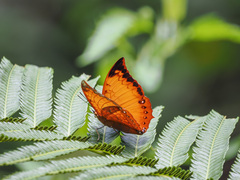 Charaxes harmodius