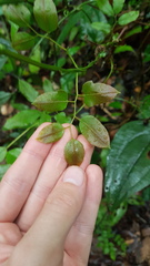 Lygodium volubile