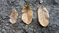 Couratari guianensis