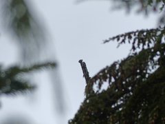 Acroscyphus sphaerophoroides