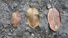 Couratari guianensis