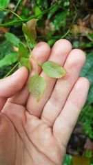 Lygodium volubile