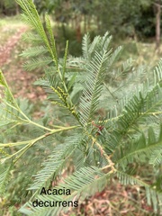 Acacia decurrens