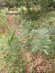 Acacia decurrens