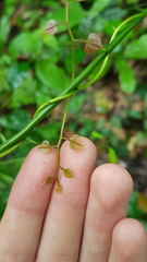 Lygodium volubile