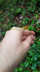 Lygodium volubile