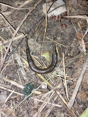 Synbranchus marmoratus